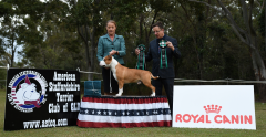 Reserve Dog Challenge & State Bred In Show - Ch. Rizenstar Whosdanew Kingofhell